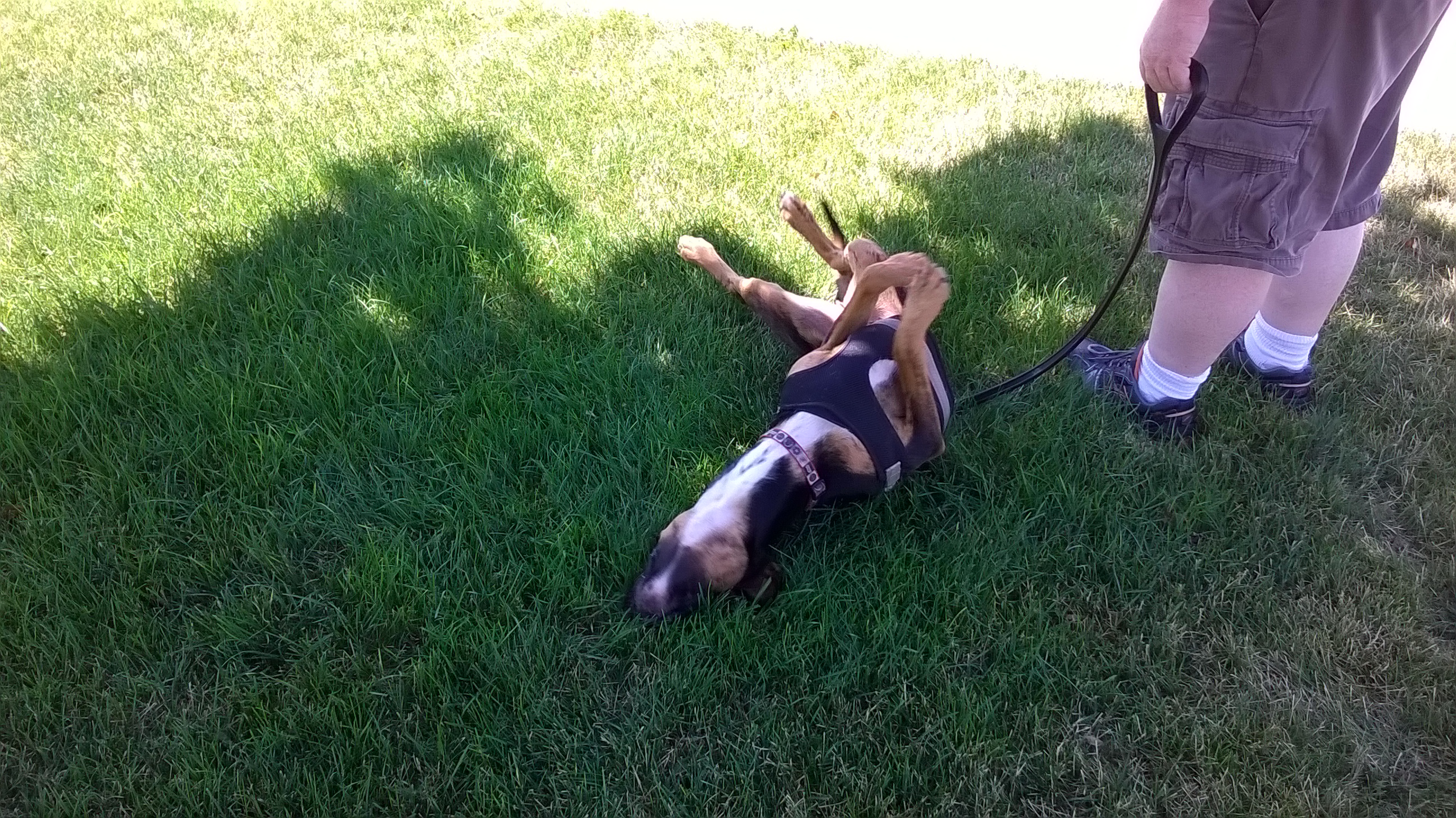 Winchester loves his walkies!